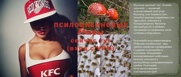 прущие грибы Новокубанск